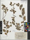 Foto von Salix myrsinifolia Salisb.